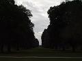 Avenue of trees, Royal Botanic Gardens Kew IMGP6427